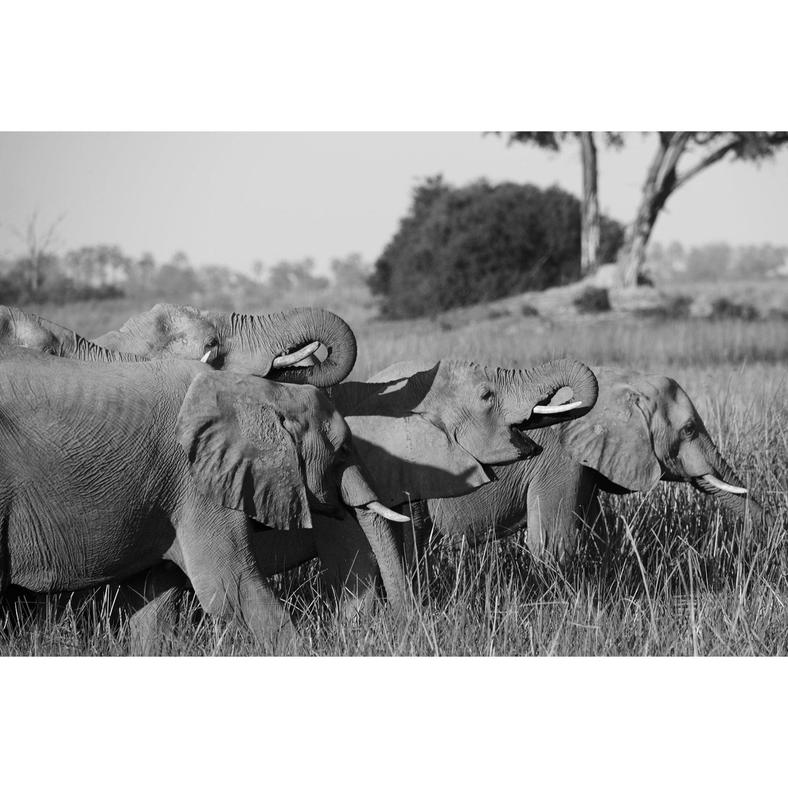 A MEMORY - Beauty Of Impermanence