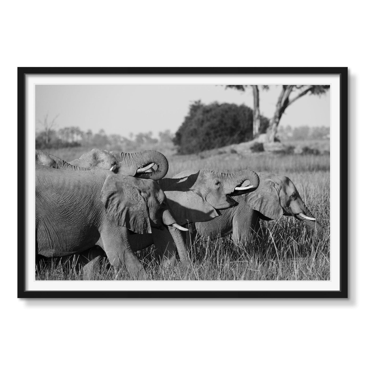 A MEMORY - Beauty Of Impermanence