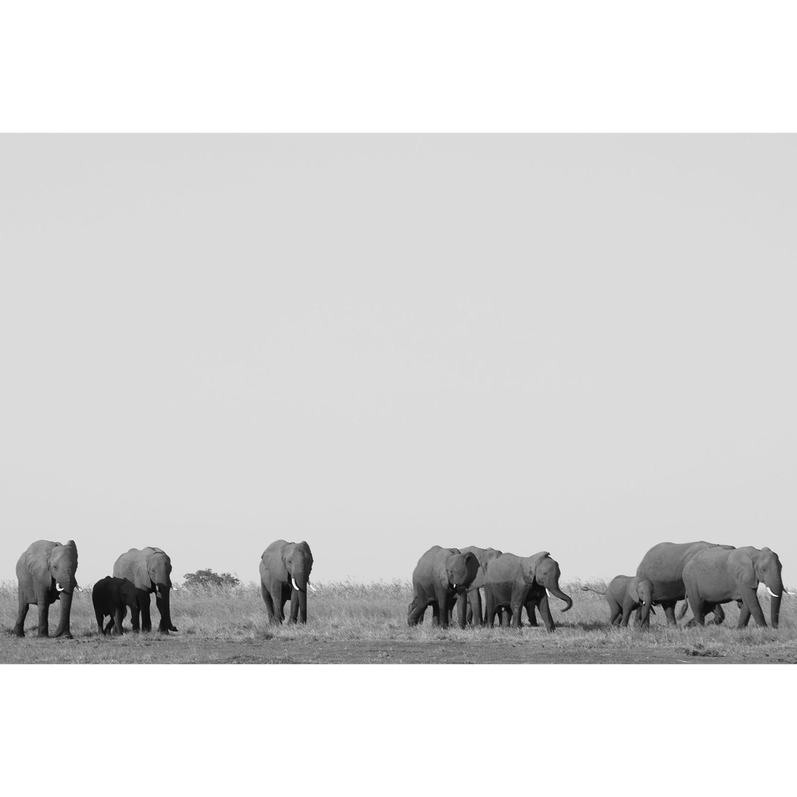 A PARADE - Beauty Of Impermanence