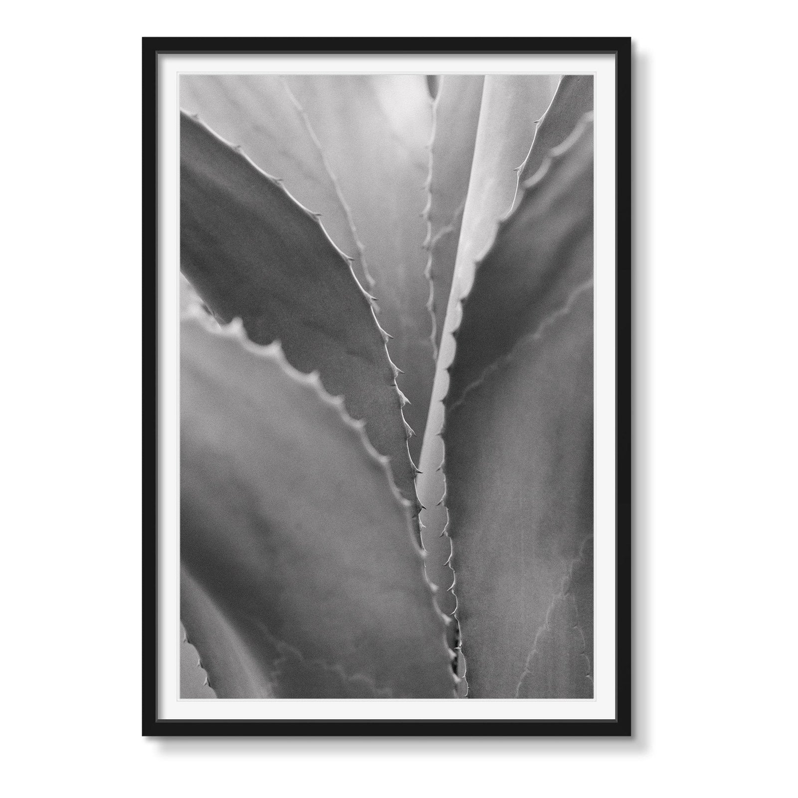 AGAVE STUDY - Beauty Of Impermanence