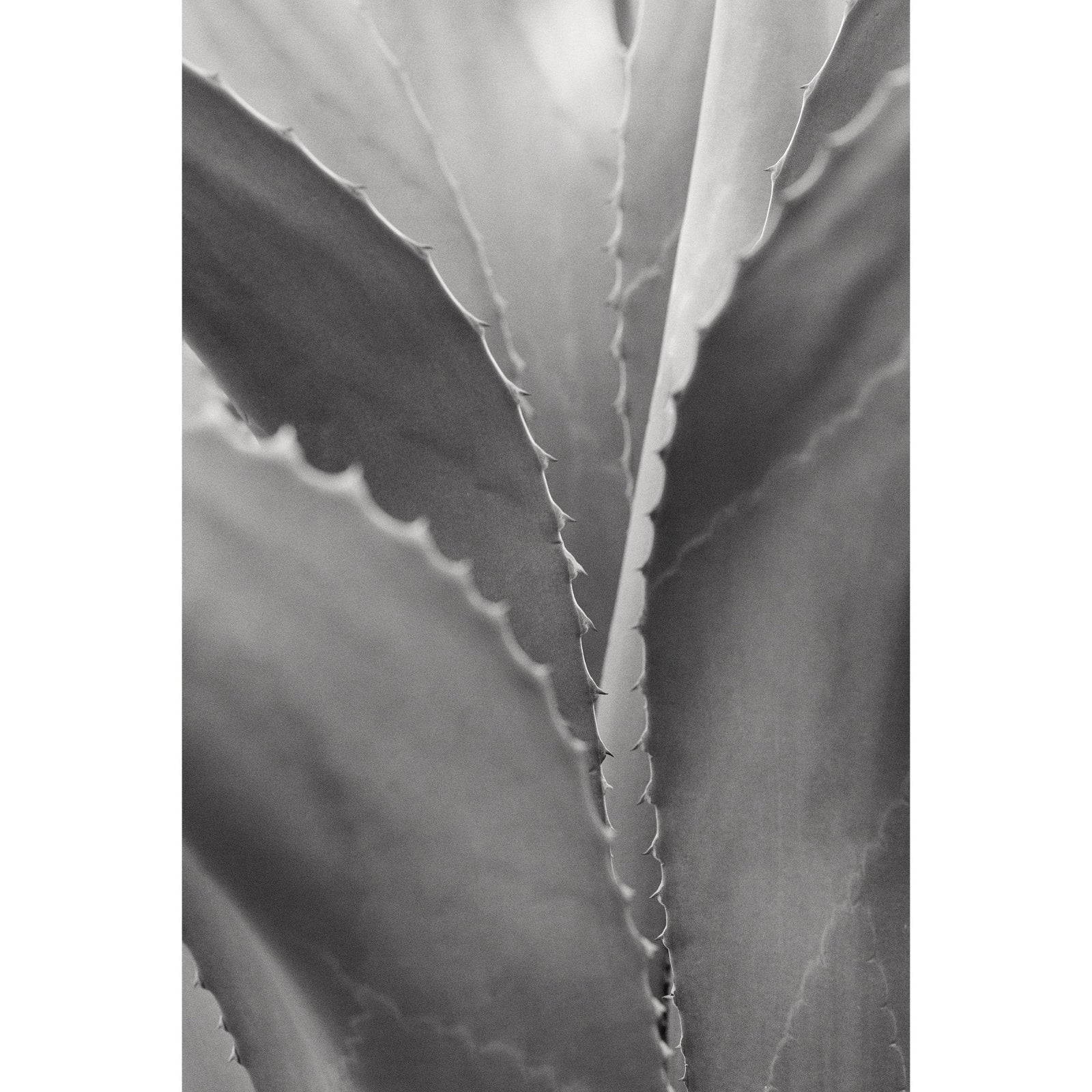 AGAVE STUDY - Beauty Of Impermanence