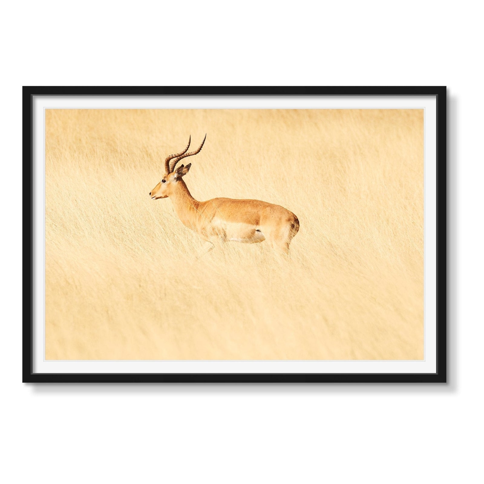 ANTELOPE - Beauty Of Impermanence