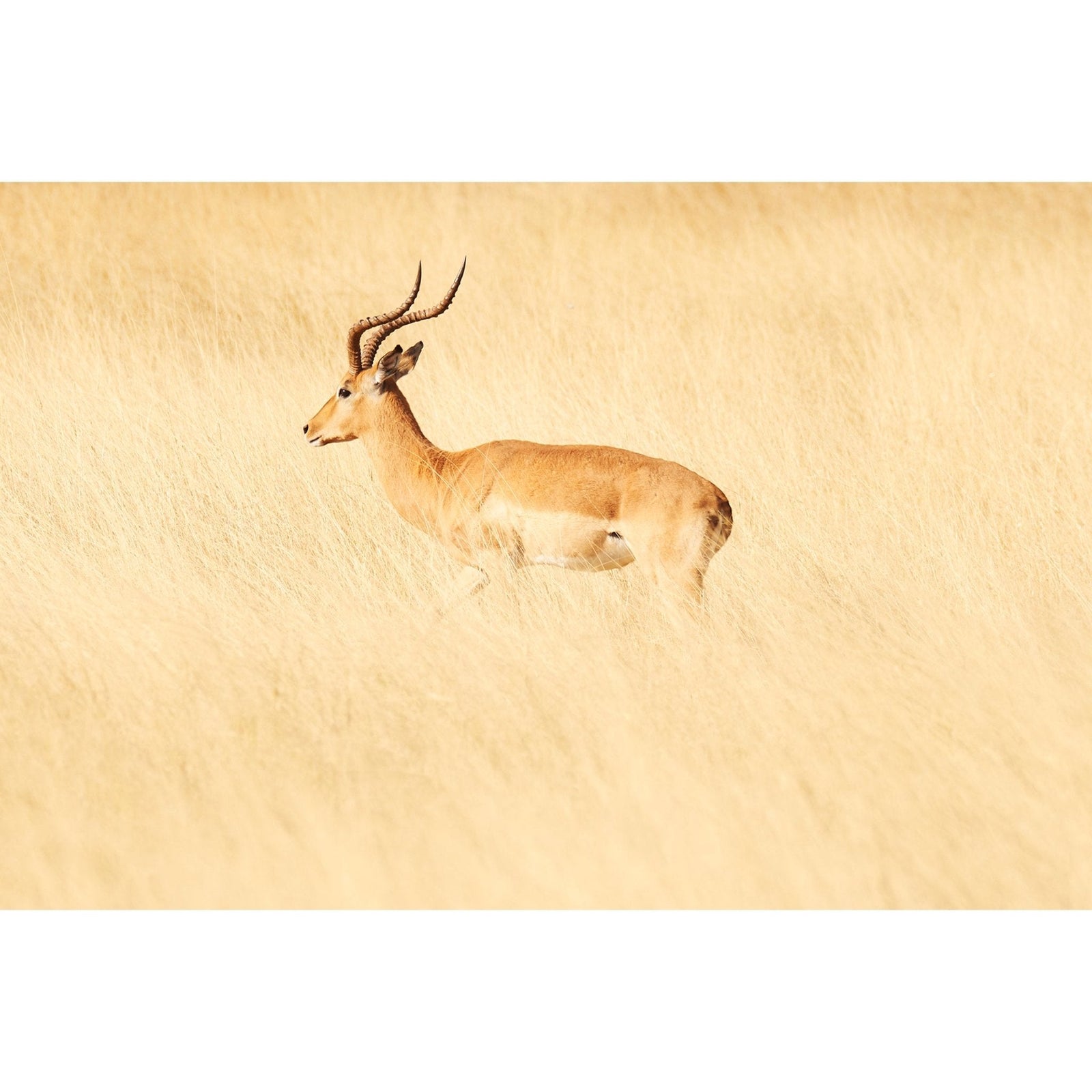 ANTELOPE - Beauty Of Impermanence