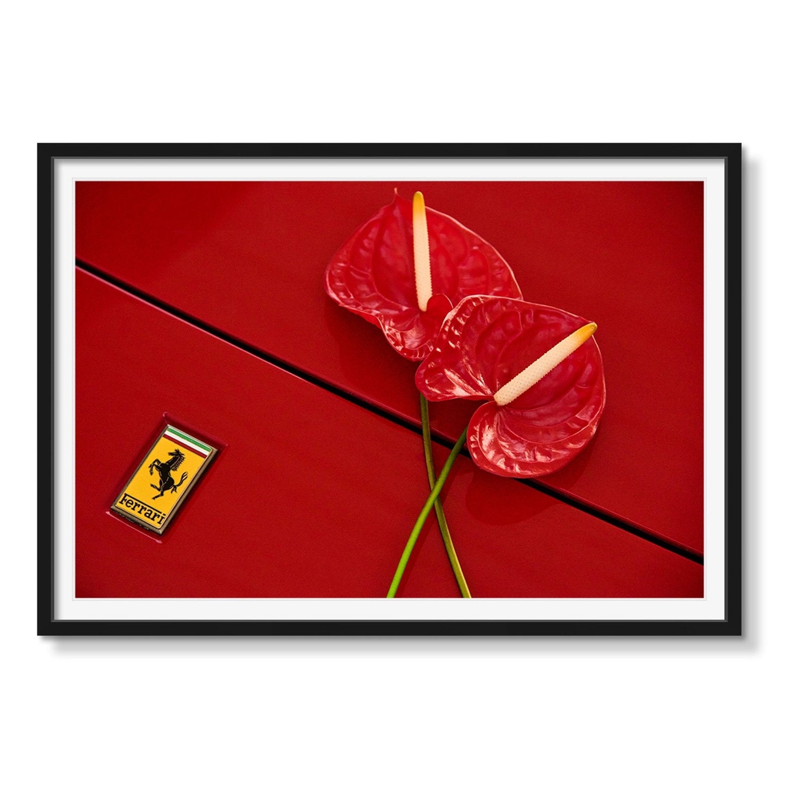 ANTHURIUM DREAM - Beauty Of Impermanence