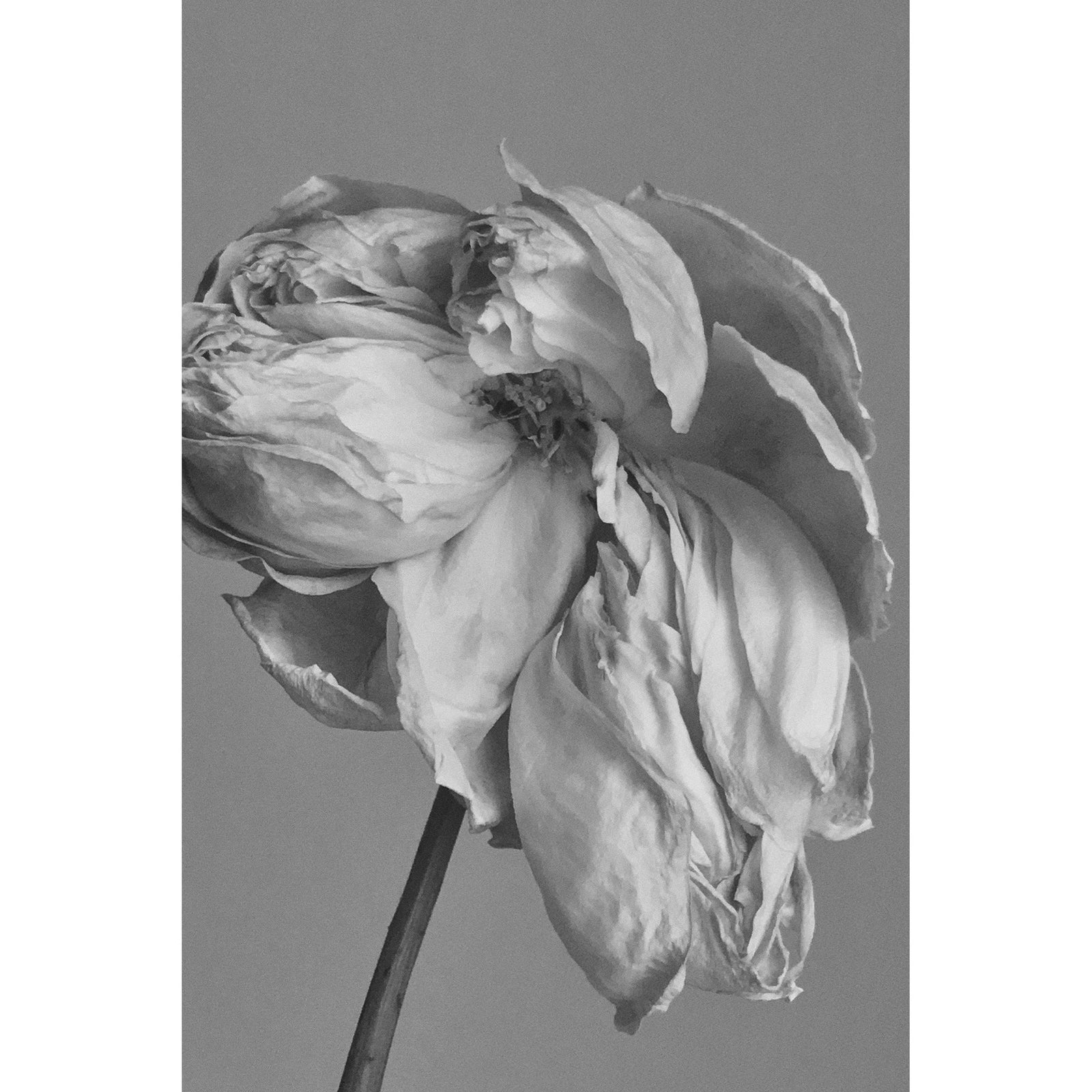 BEAUTY OF IMPERMANENCE (IPHONE) - Beauty Of Impermanence