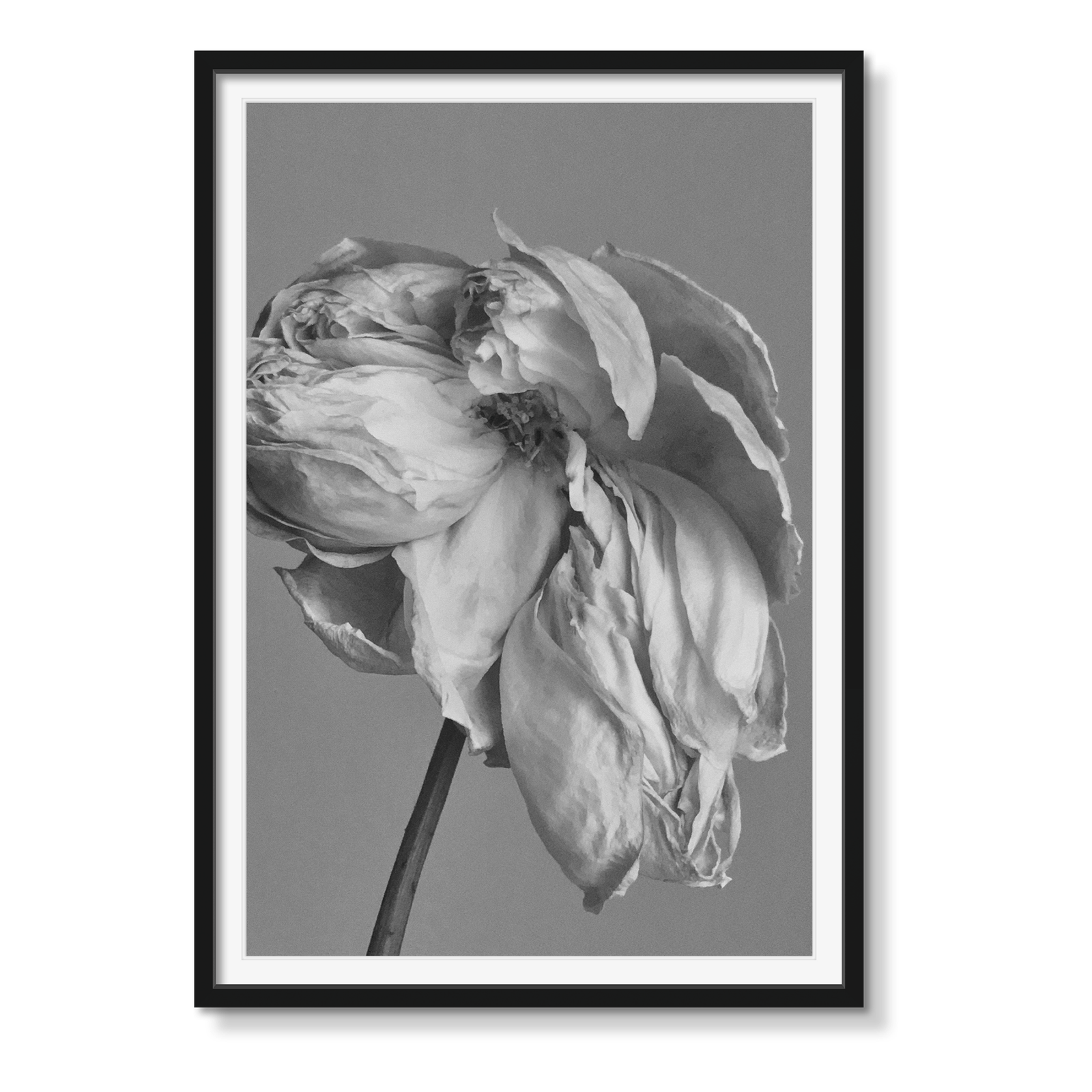 BEAUTY OF IMPERMANENCE (IPHONE) - Beauty Of Impermanence