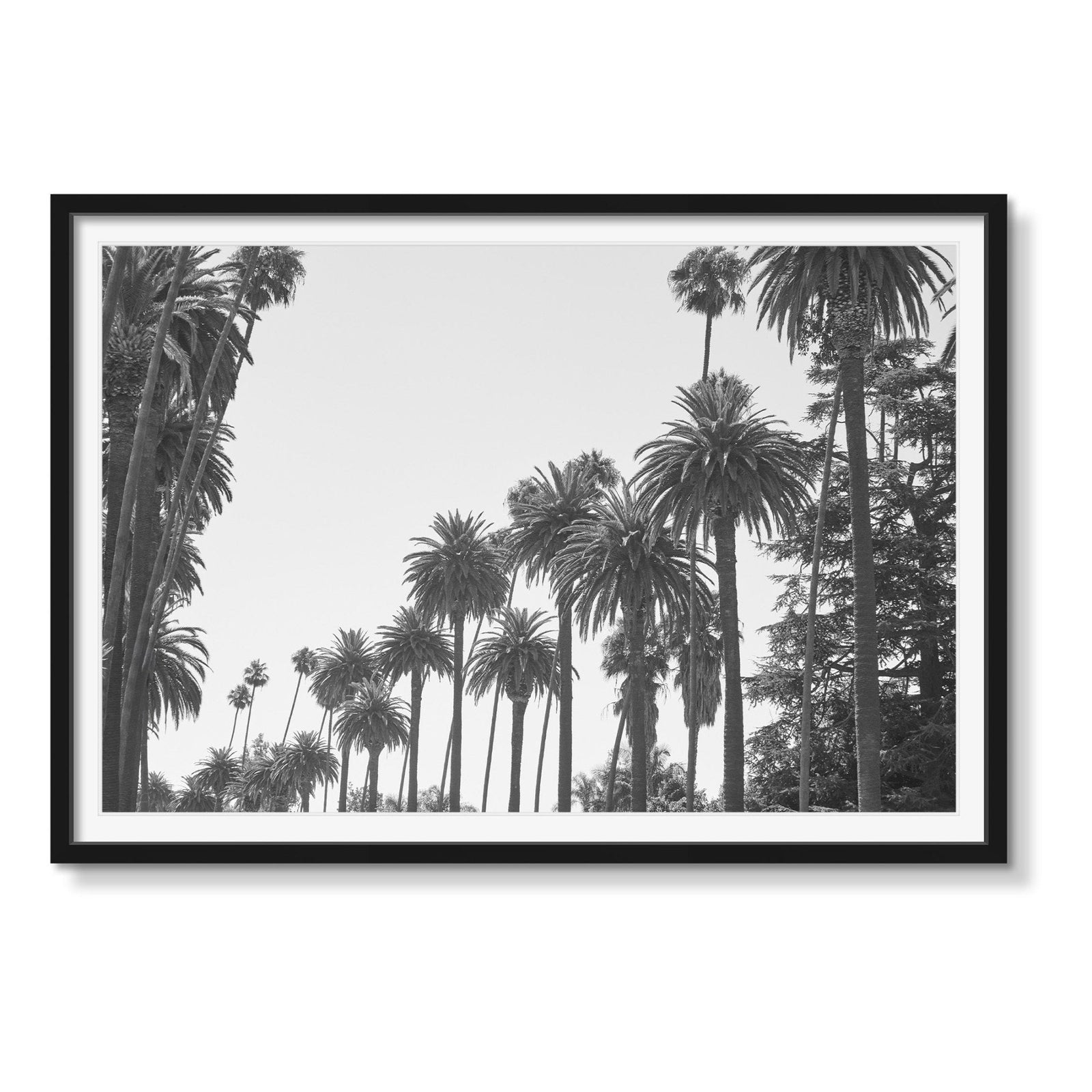 BEV HILLS PALMS - Beauty Of Impermanence