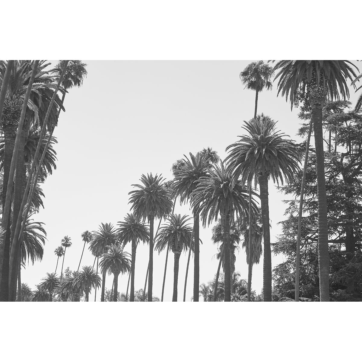 BEV HILLS PALMS - Beauty Of Impermanence