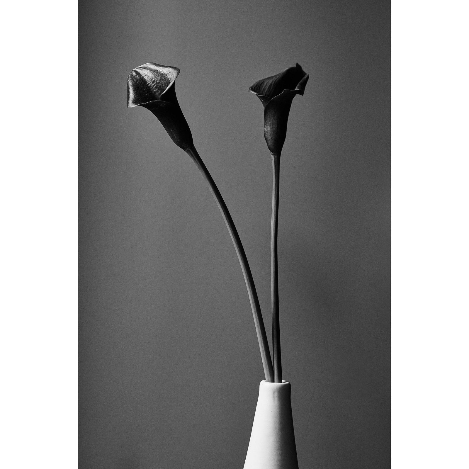 BLACK CALA - Beauty Of Impermanence