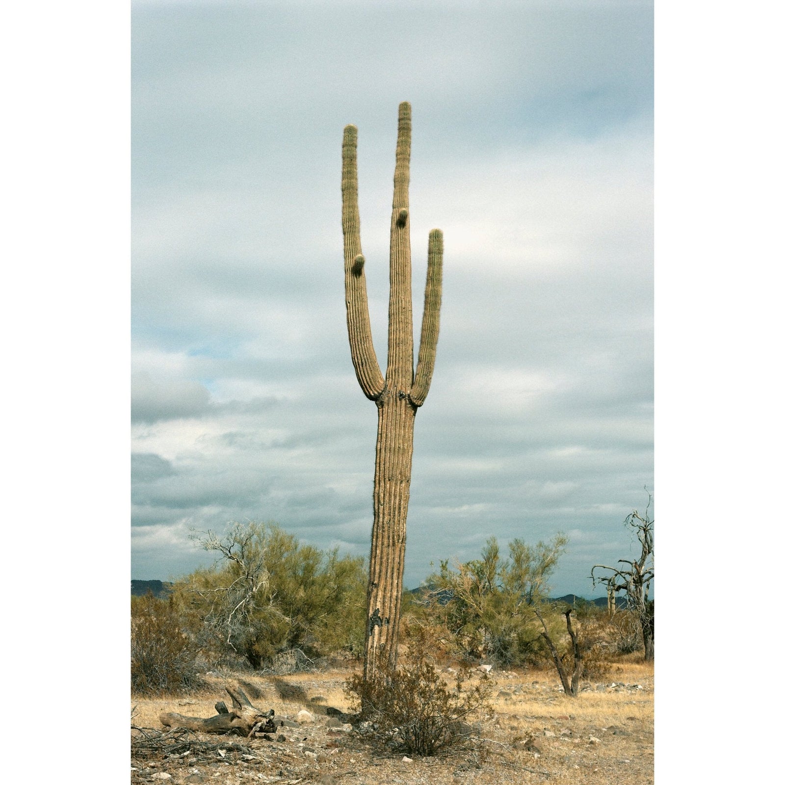 CACTUS (COLOR) - Beauty Of Impermanence