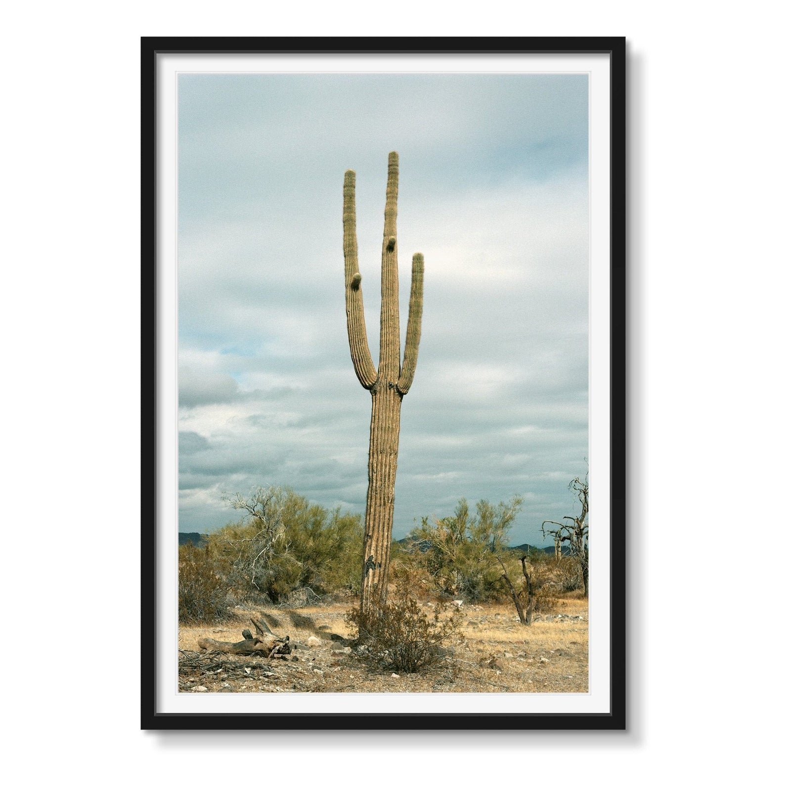 CACTUS (COLOR) - Beauty Of Impermanence
