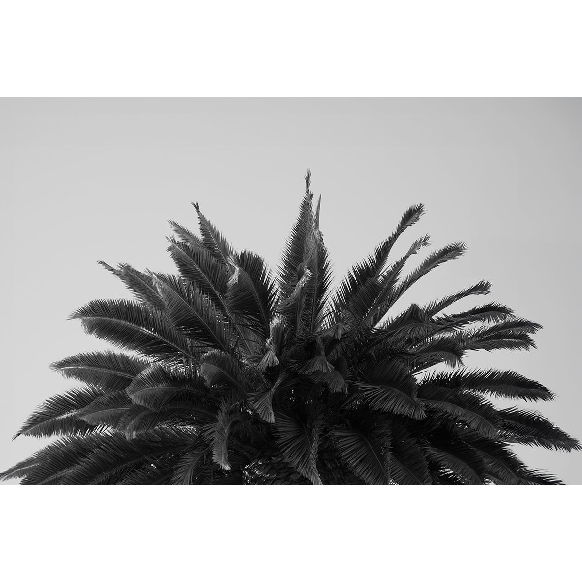 CREST - Beauty Of Impermanence