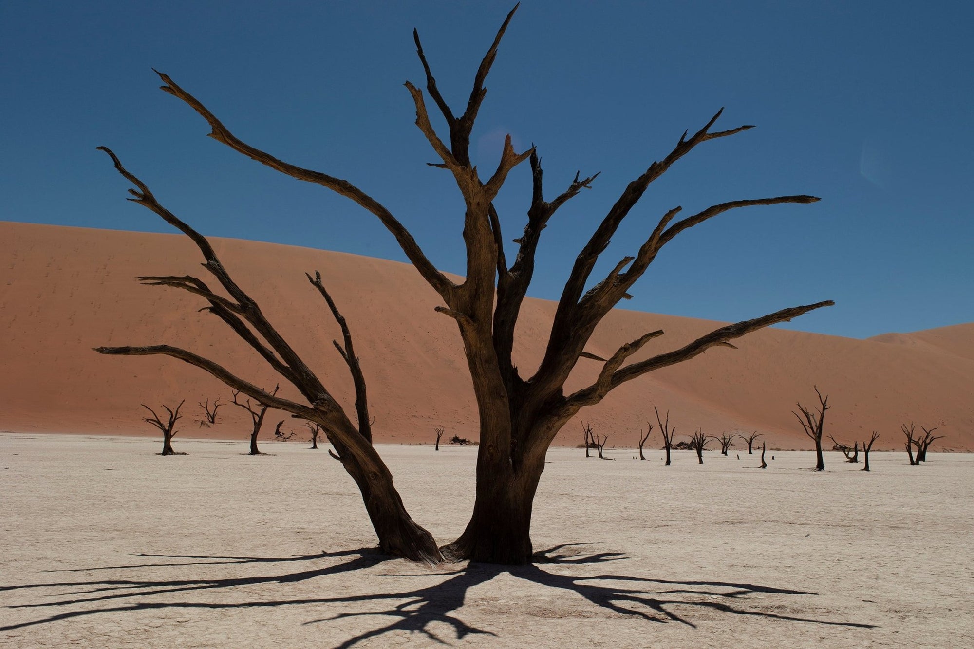 DEAD VLEI 6 - Beauty Of Impermanence