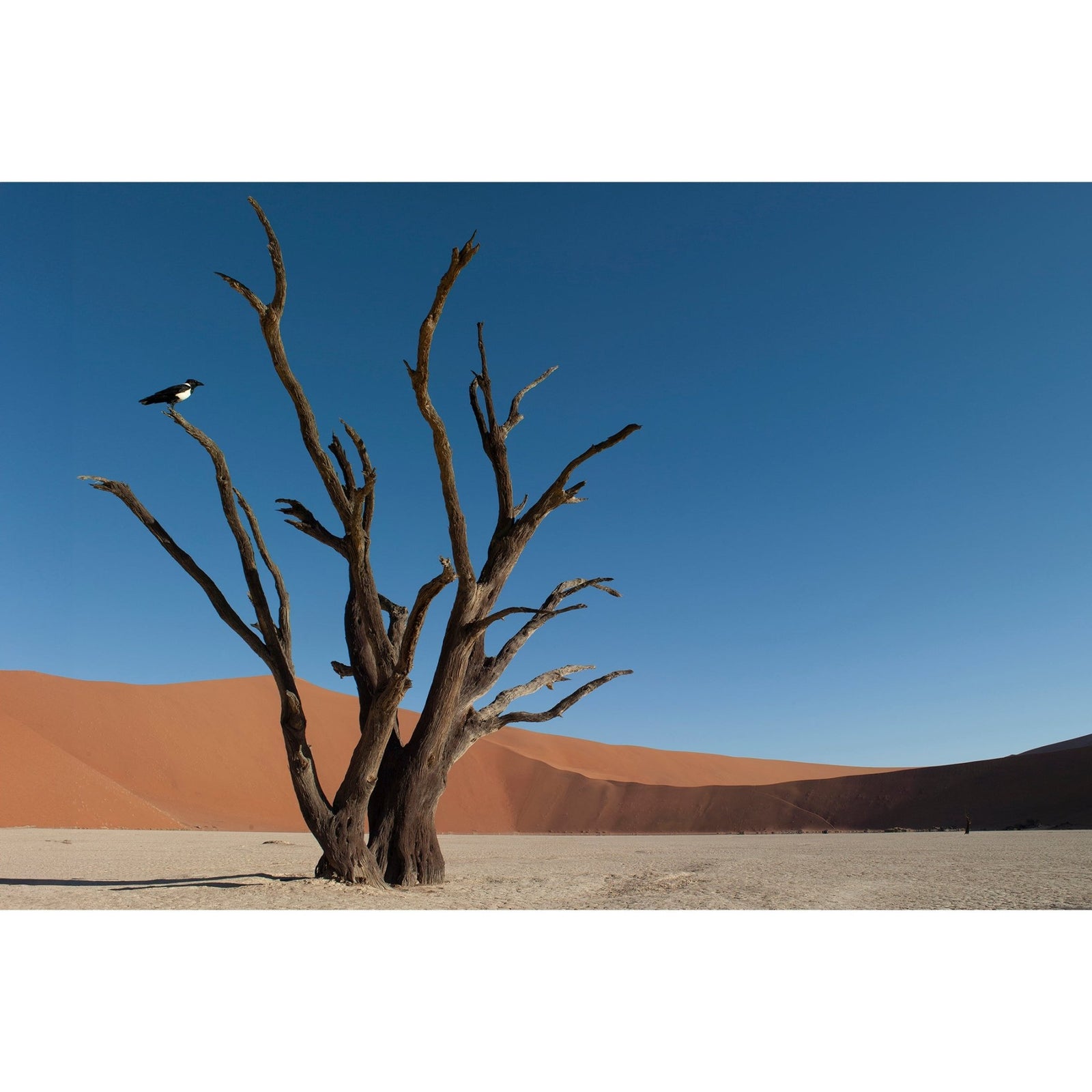 DEAD VLEI 8 - Beauty Of Impermanence