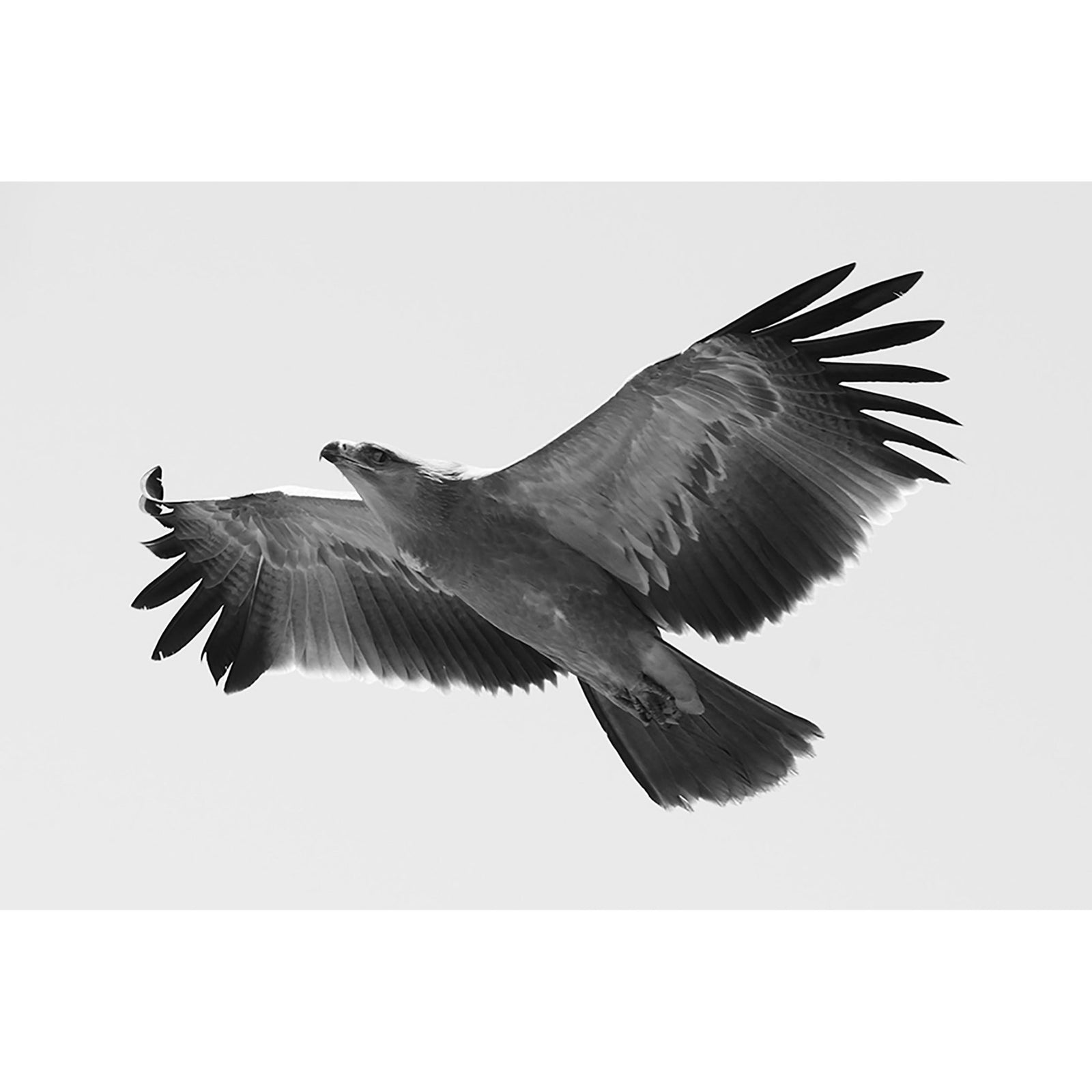 EAGLE 1 - Beauty Of Impermanence