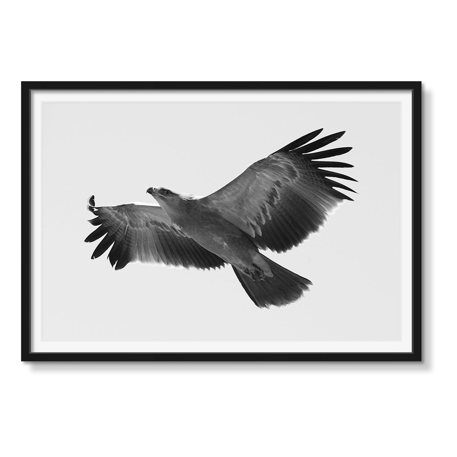 EAGLE 1 - Beauty Of Impermanence