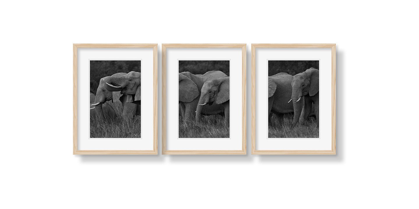 ELEPHANT FAMILY GRAZING TRIPTYCH - Beauty Of Impermanence