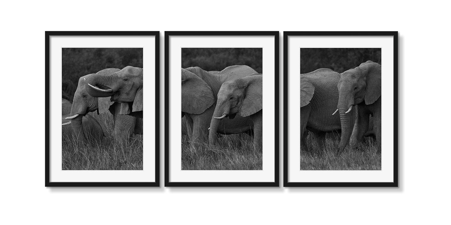 ELEPHANT FAMILY GRAZING TRIPTYCH - Beauty Of Impermanence