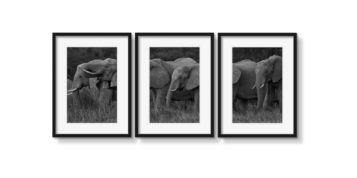 ELEPHANT FAMILY GRAZING TRIPTYCH - Beauty Of Impermanence