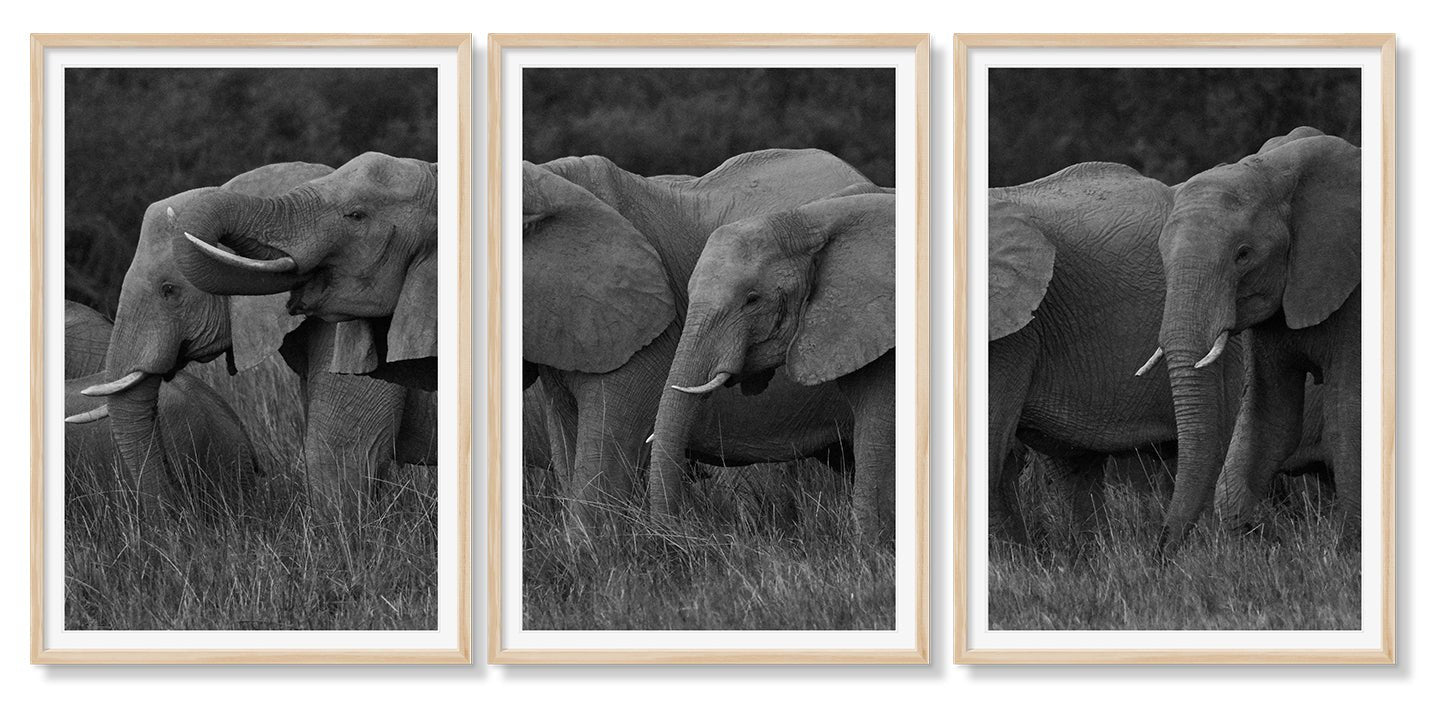 ELEPHANT FAMILY GRAZING TRIPTYCH - Beauty Of Impermanence