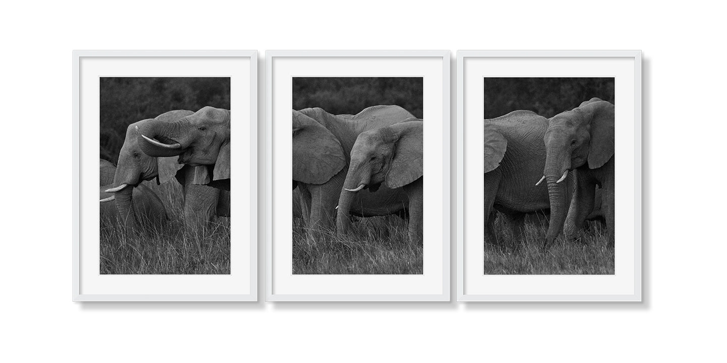 ELEPHANT FAMILY GRAZING TRIPTYCH - Beauty Of Impermanence