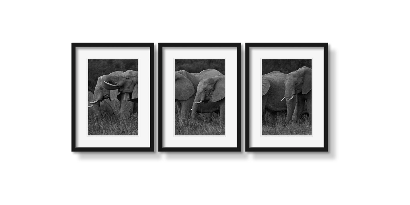 ELEPHANT FAMILY GRAZING TRIPTYCH - Beauty Of Impermanence