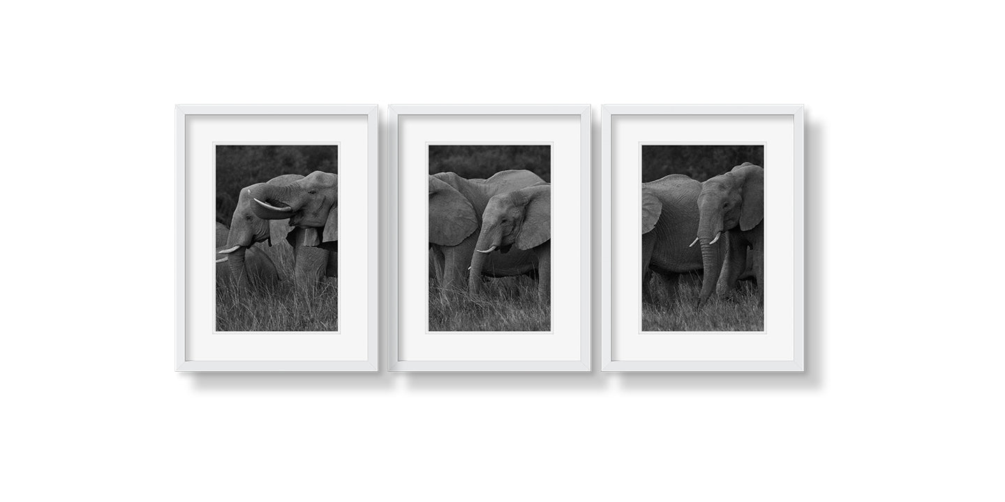 ELEPHANT FAMILY GRAZING TRIPTYCH - Beauty Of Impermanence