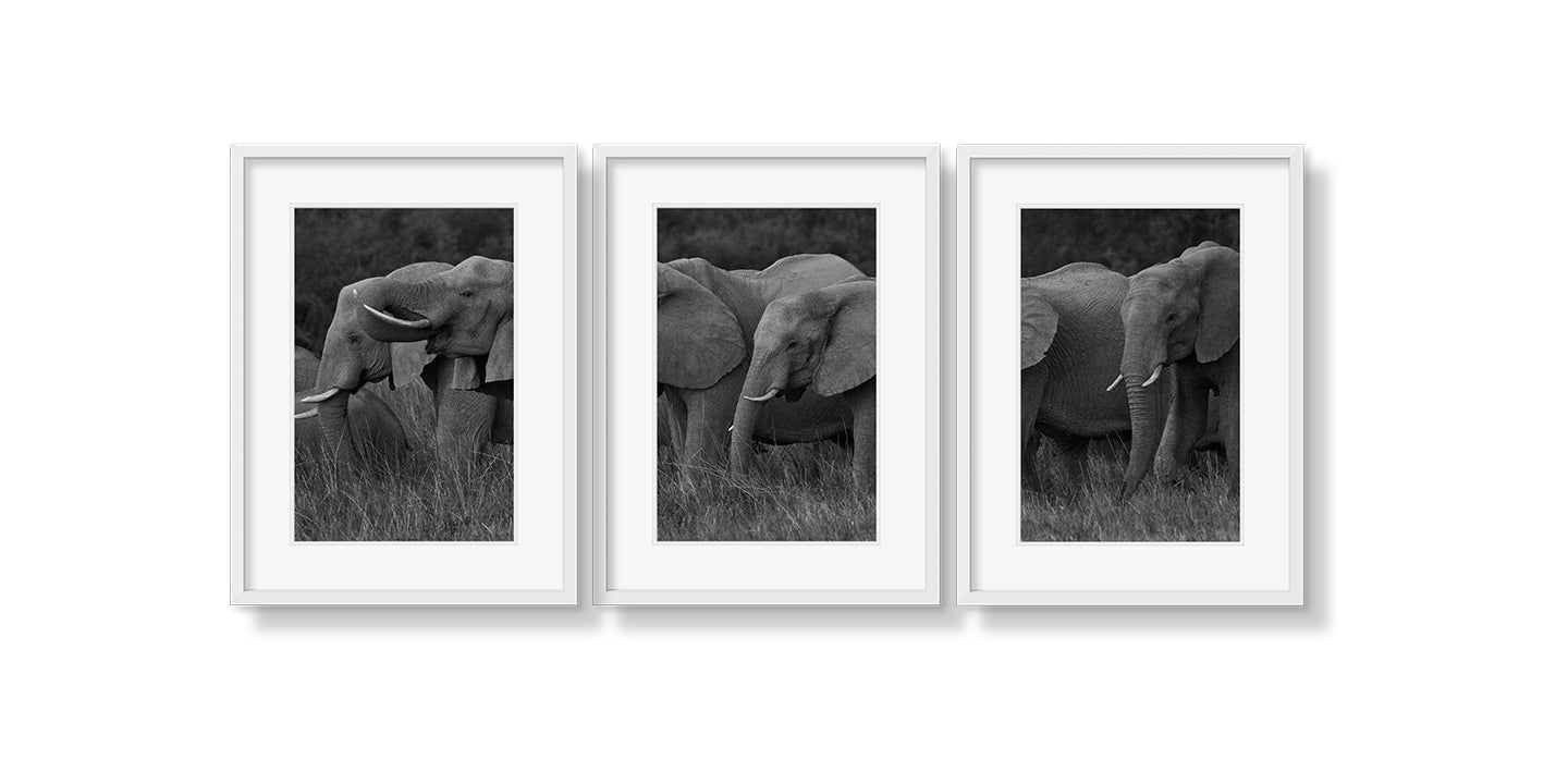 ELEPHANT FAMILY GRAZING TRIPTYCH - Beauty Of Impermanence