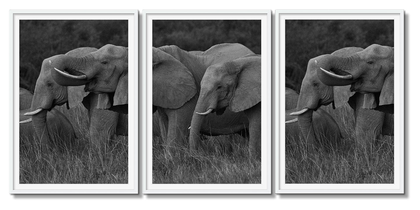 ELEPHANT FAMILY GRAZING TRIPTYCH - Beauty Of Impermanence