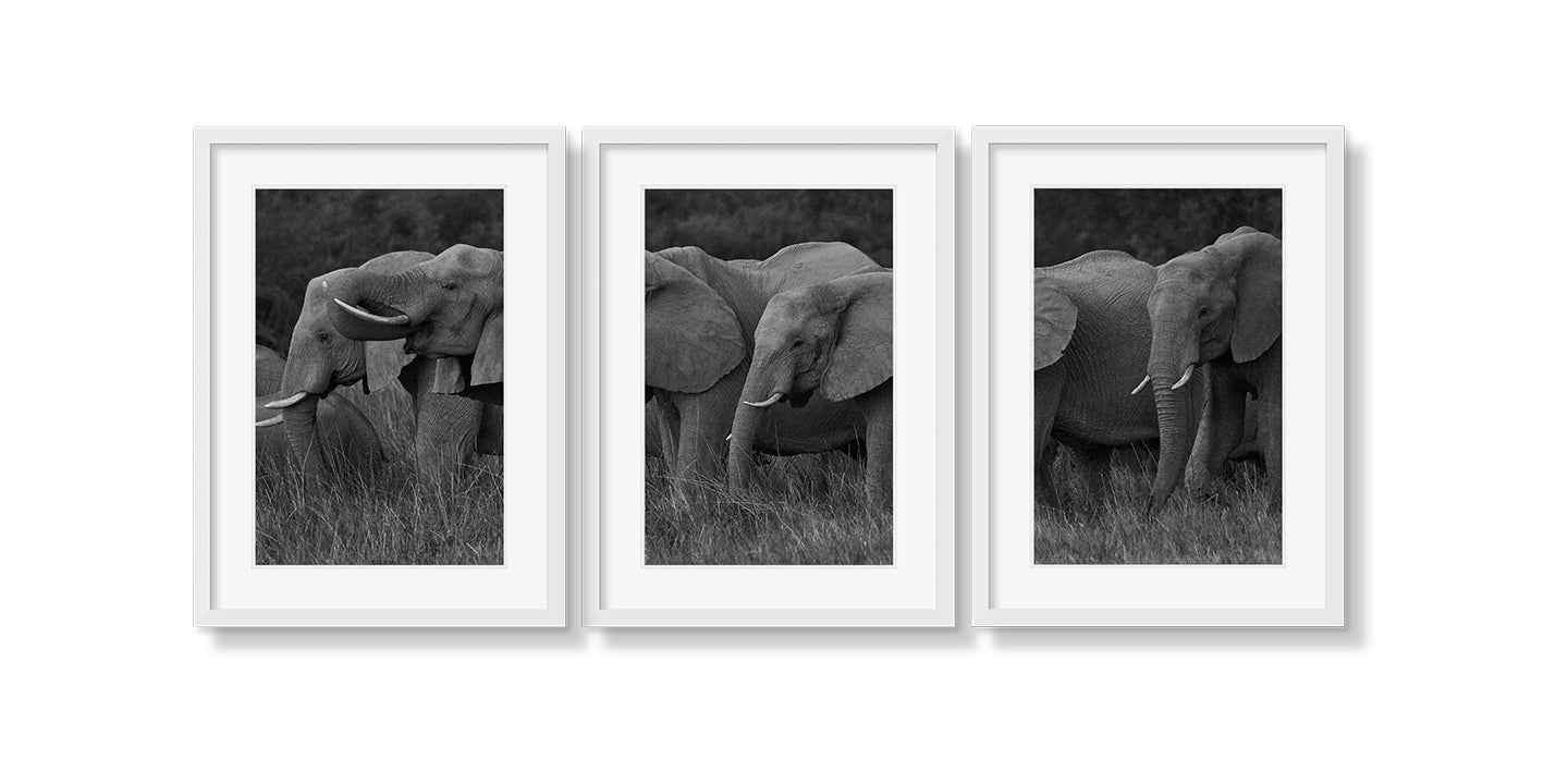 ELEPHANT FAMILY GRAZING TRIPTYCH - Beauty Of Impermanence