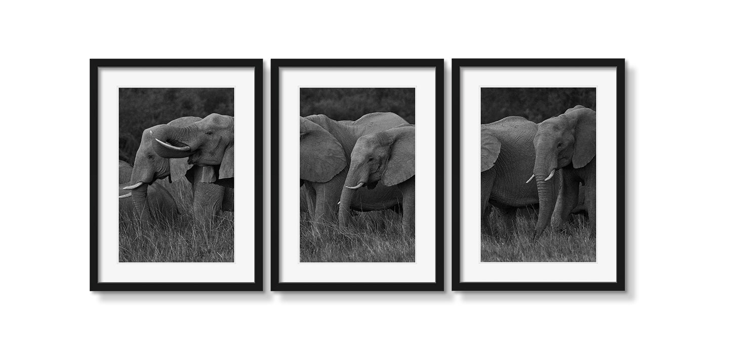 ELEPHANT FAMILY GRAZING TRIPTYCH - Beauty Of Impermanence