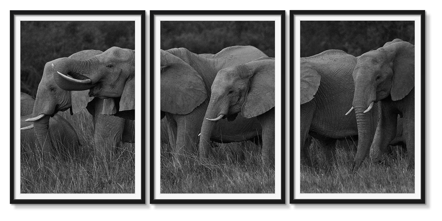 ELEPHANT FAMILY GRAZING TRIPTYCH - Beauty Of Impermanence