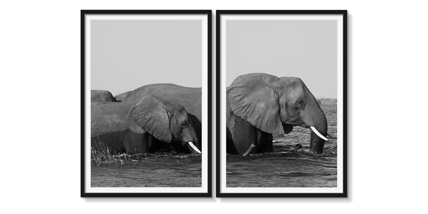 ELEPHANTS RIVER CROSSING DIPTYCH - Beauty Of Impermanence