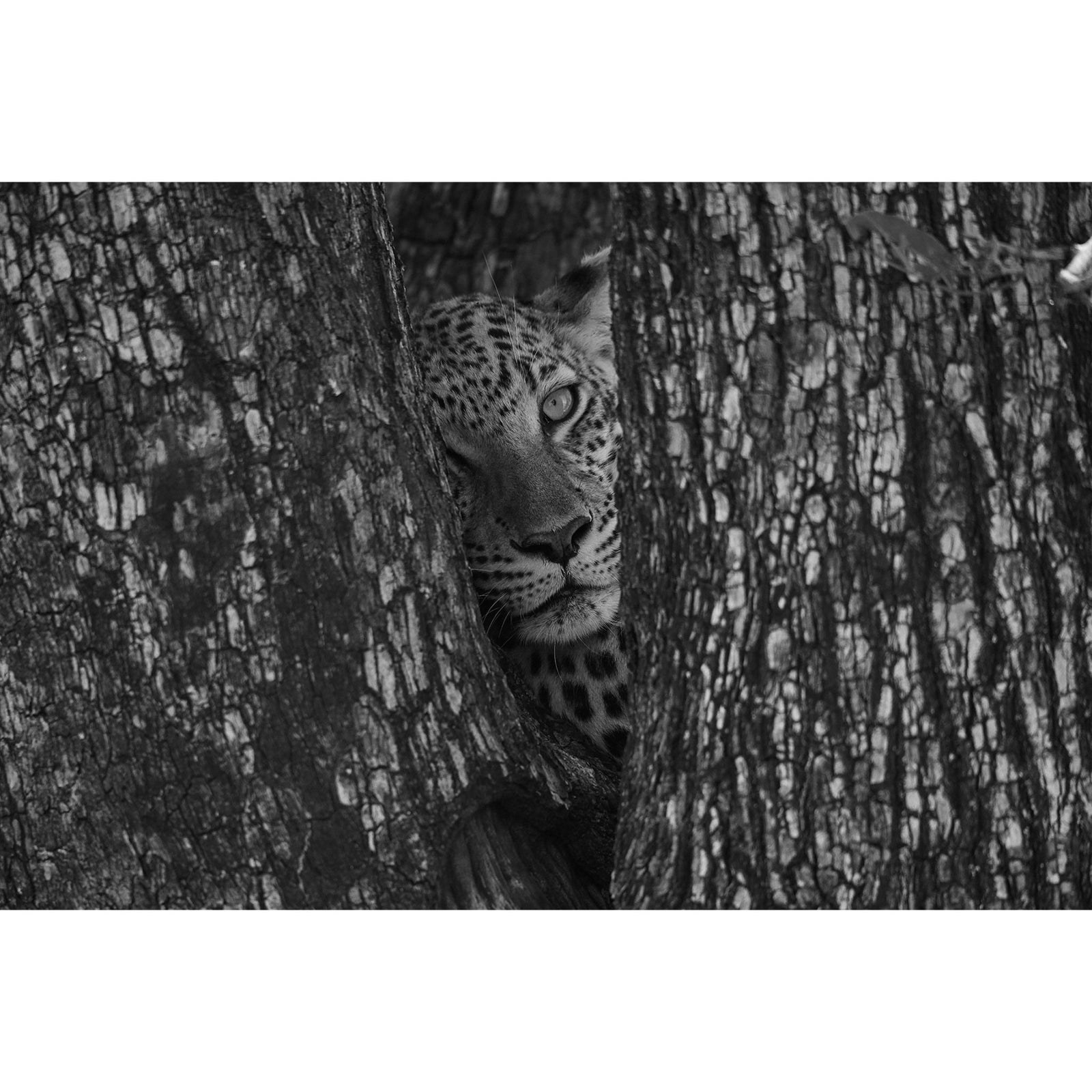 EYE TO EYE - Beauty Of Impermanence