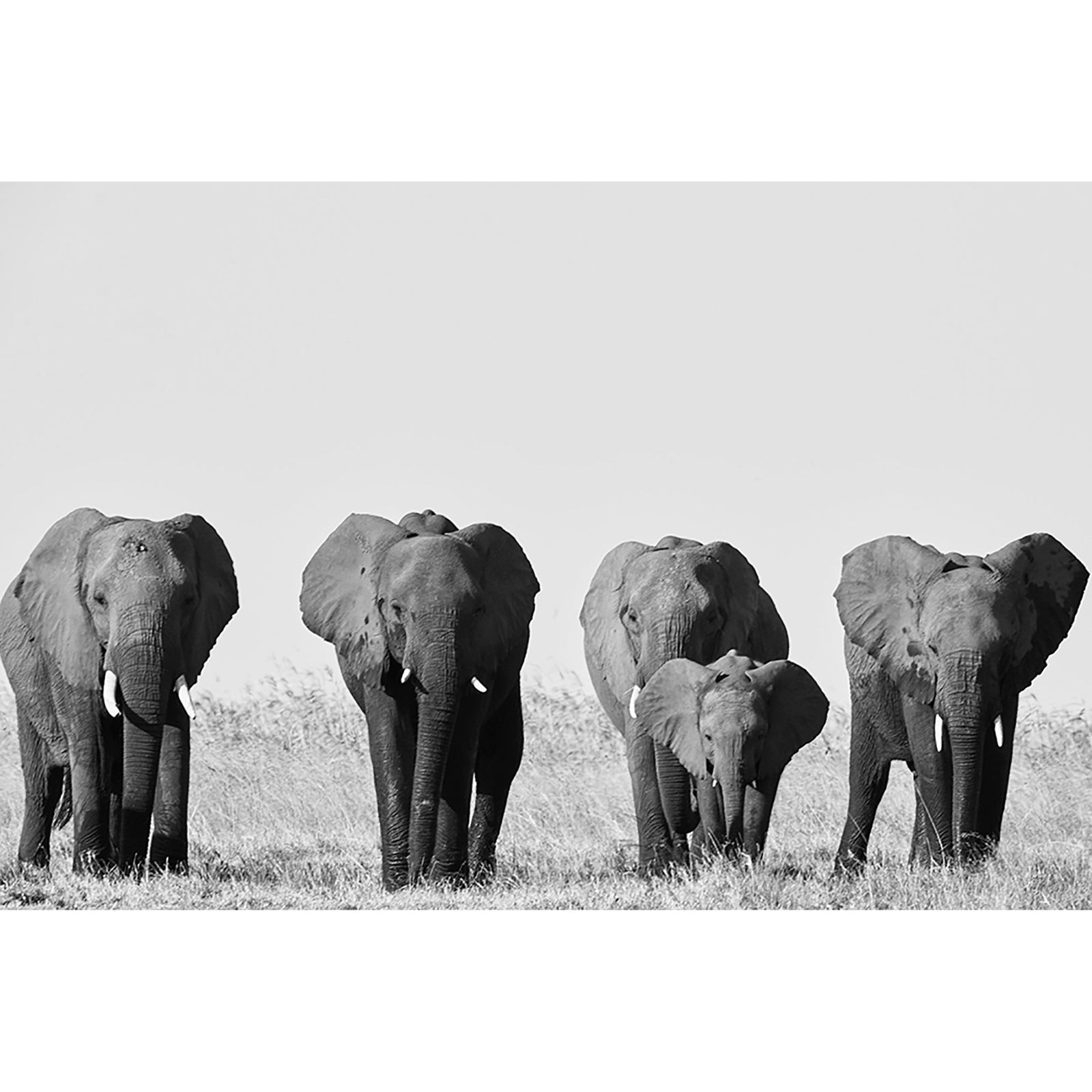 FAMILY PORTRAIT - Beauty Of Impermanence