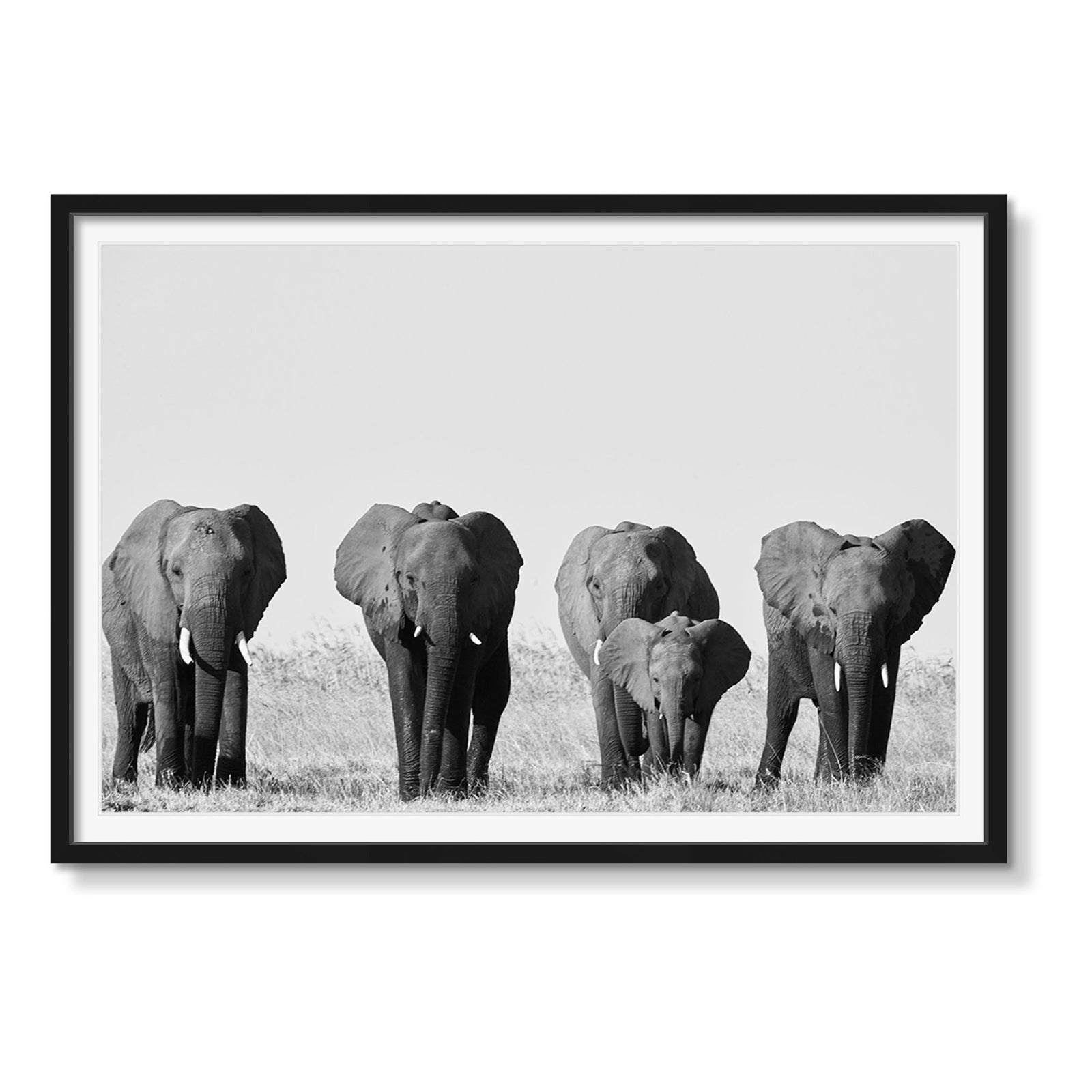 FAMILY PORTRAIT - Beauty Of Impermanence