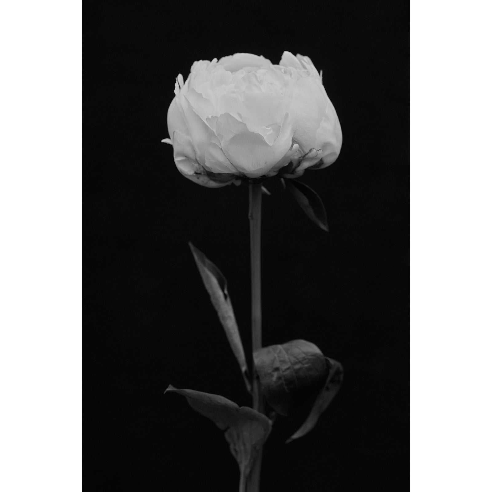 FLORAL B&W - Beauty Of Impermanence