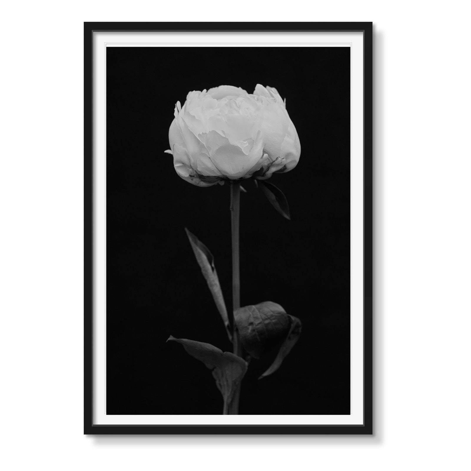 FLORAL B&W - Beauty Of Impermanence