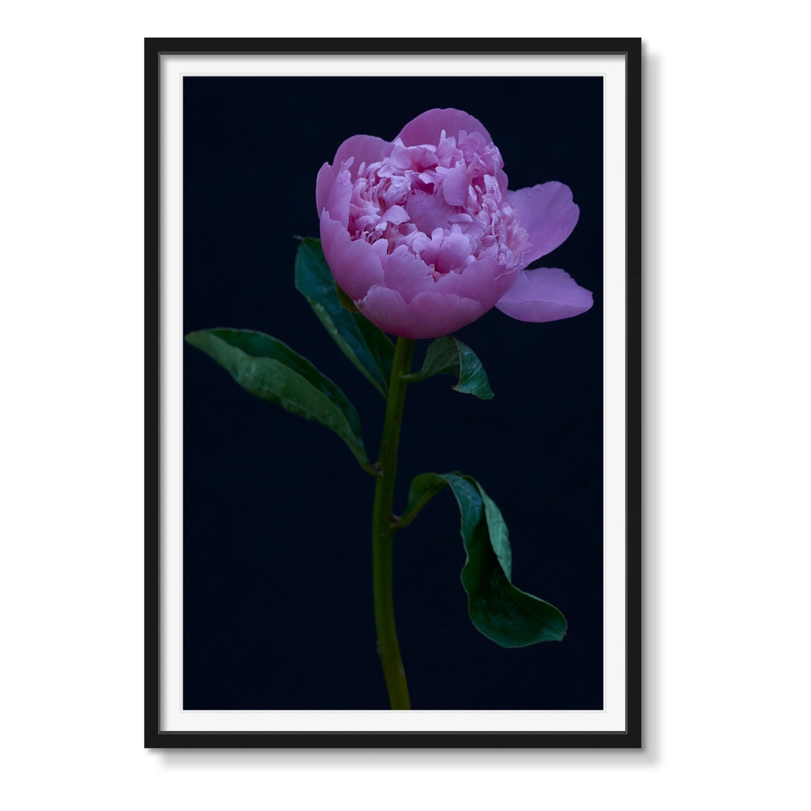 FLORAL STUDY 1 - Beauty Of Impermanence