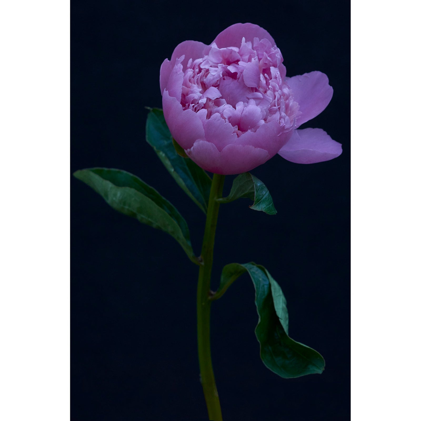 FLORAL STUDY 1 - Beauty Of Impermanence