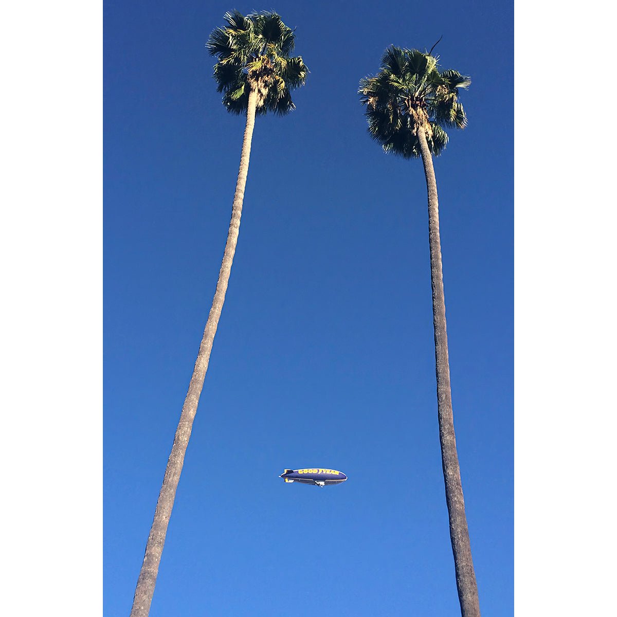 GOODYEAR - Beauty Of Impermanence