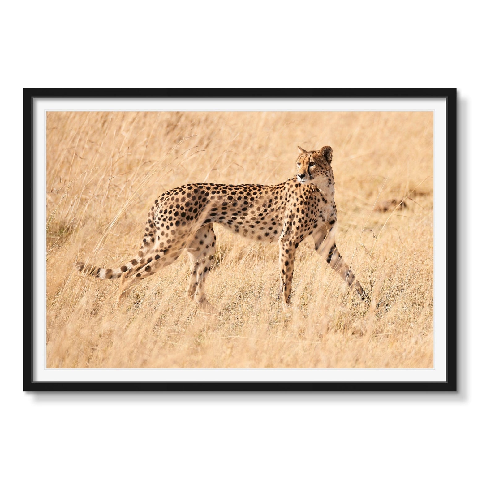 GRACE - Beauty Of Impermanence