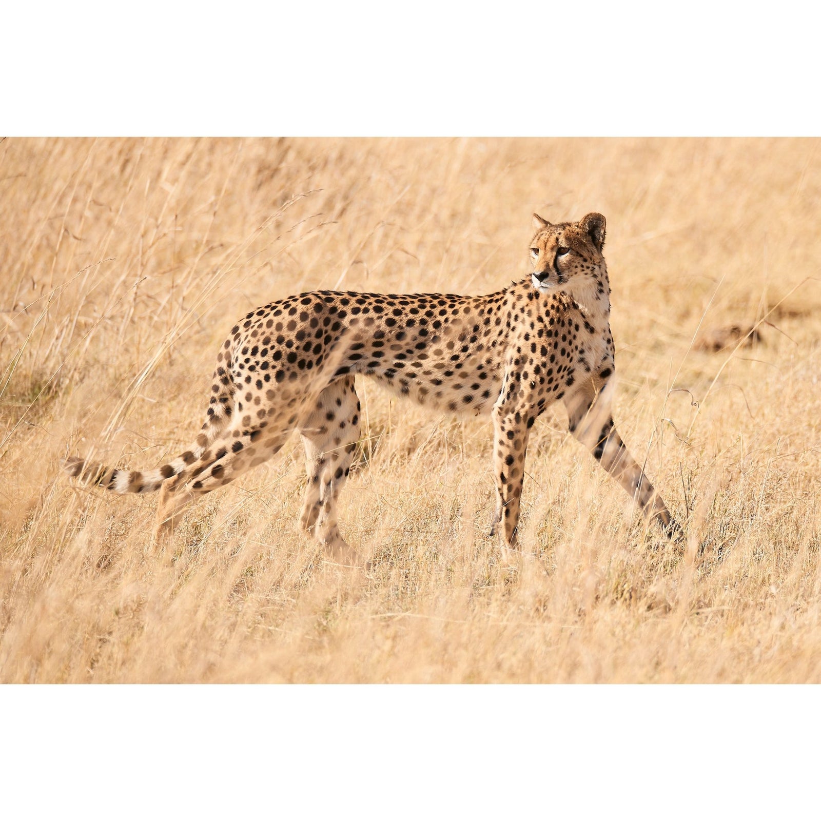 GRACE - Beauty Of Impermanence