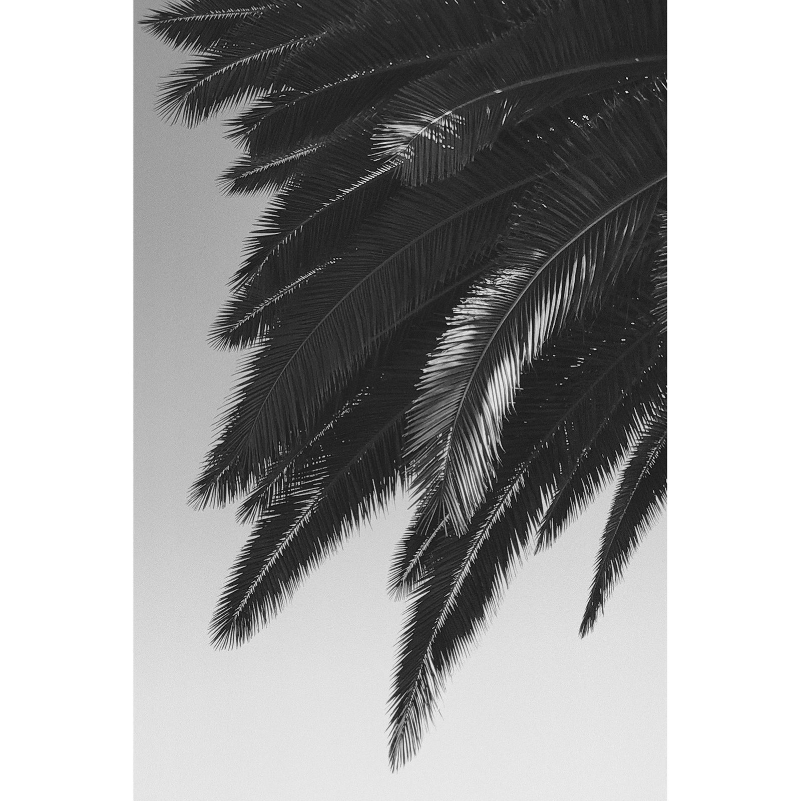 HOLLYWOOD PALM - Beauty Of Impermanence