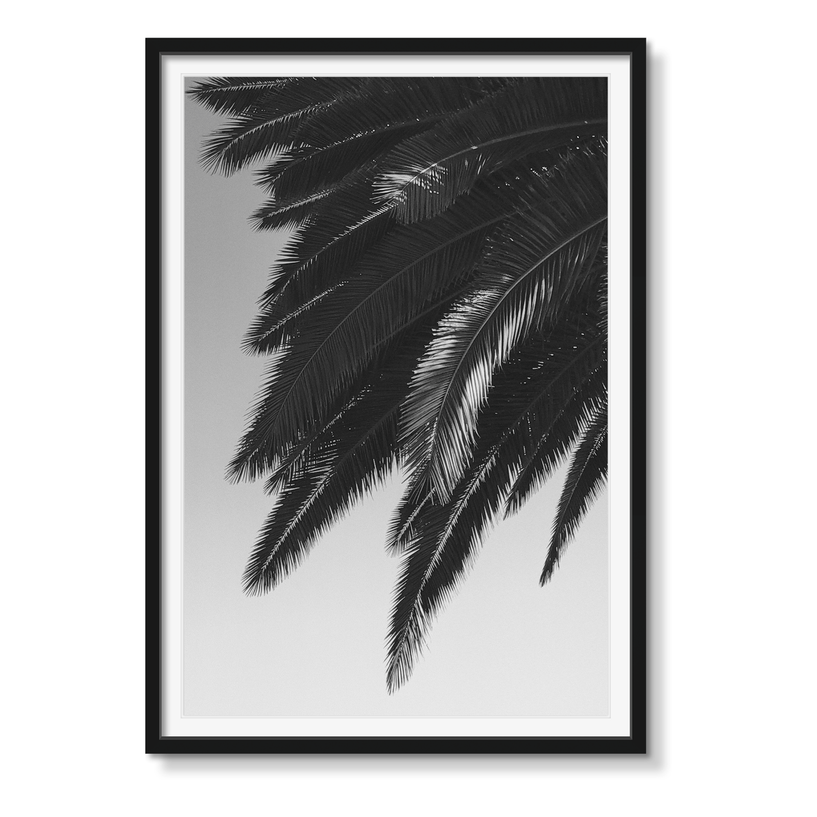 HOLLYWOOD PALM - Beauty Of Impermanence