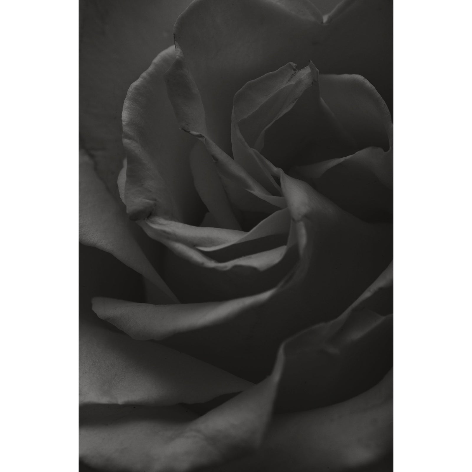 I NEVER PROMISED YOU.. - Beauty Of Impermanence