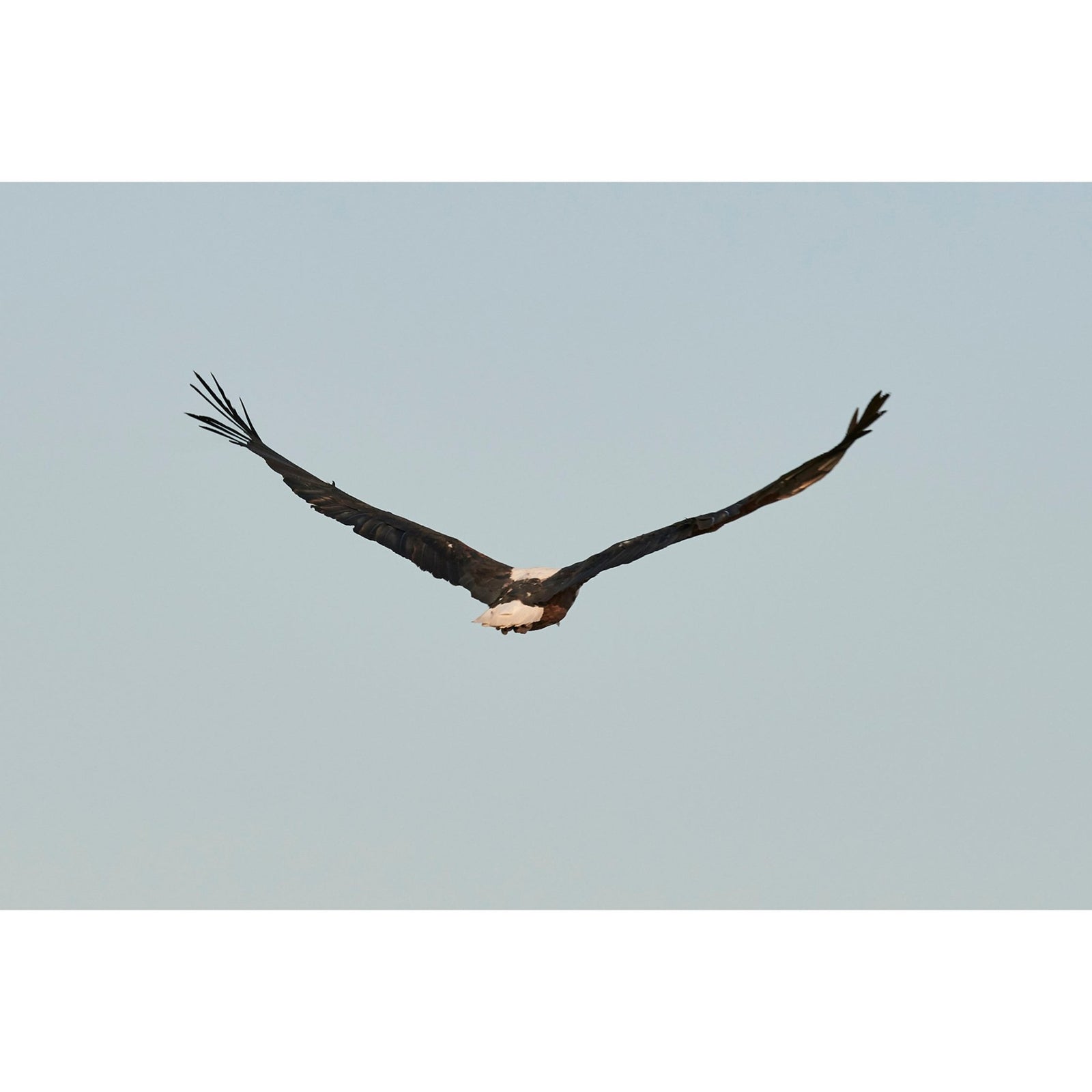 IN FLIGHT - Beauty Of Impermanence