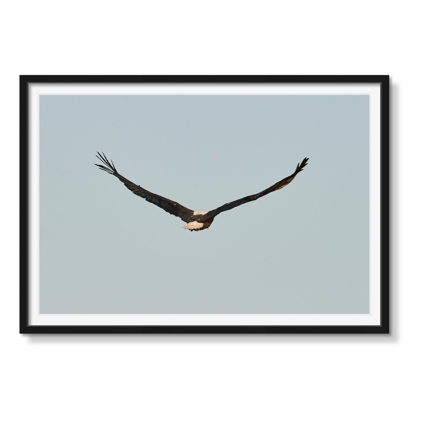 IN FLIGHT - Beauty Of Impermanence