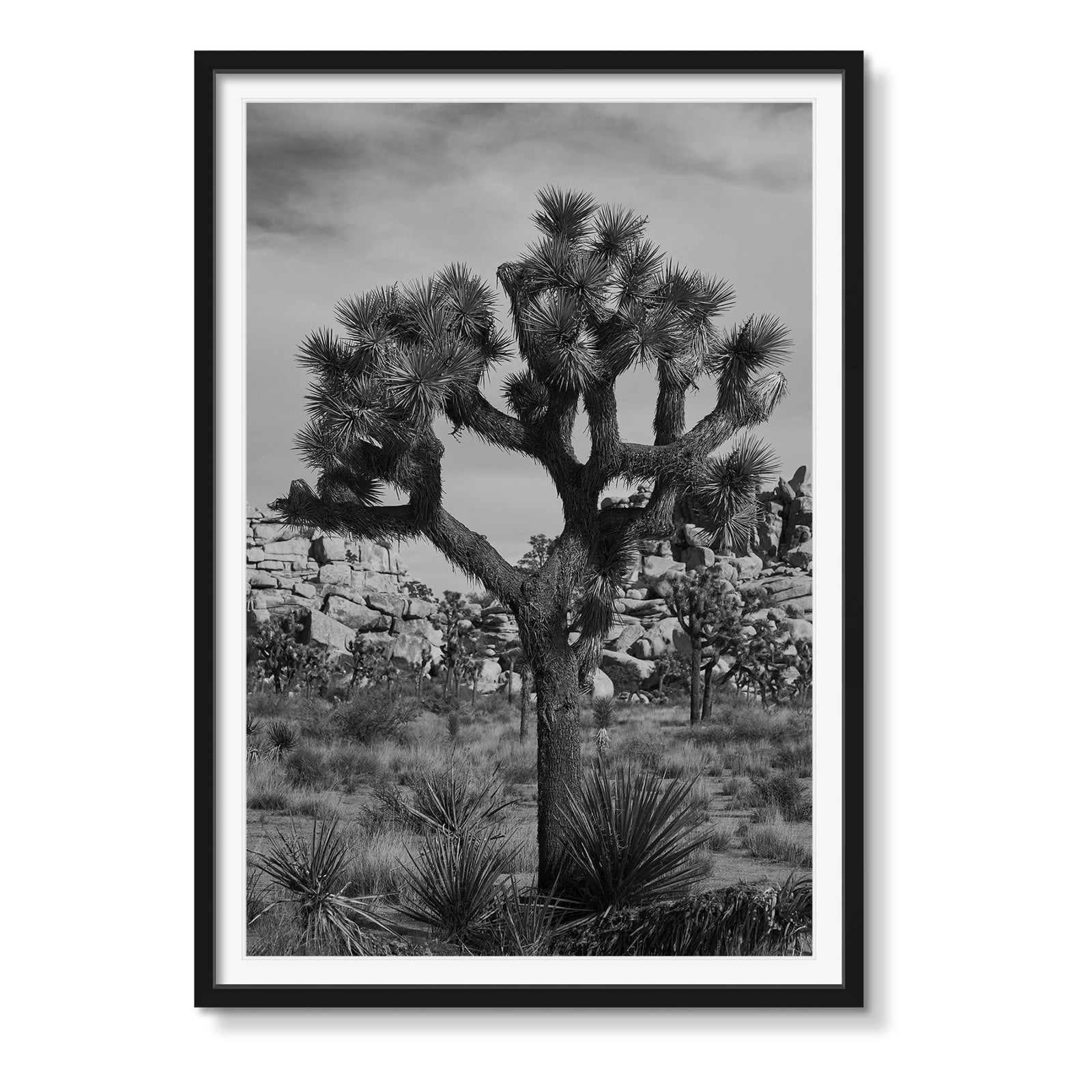 JOSHUA TREE - Beauty Of Impermanence