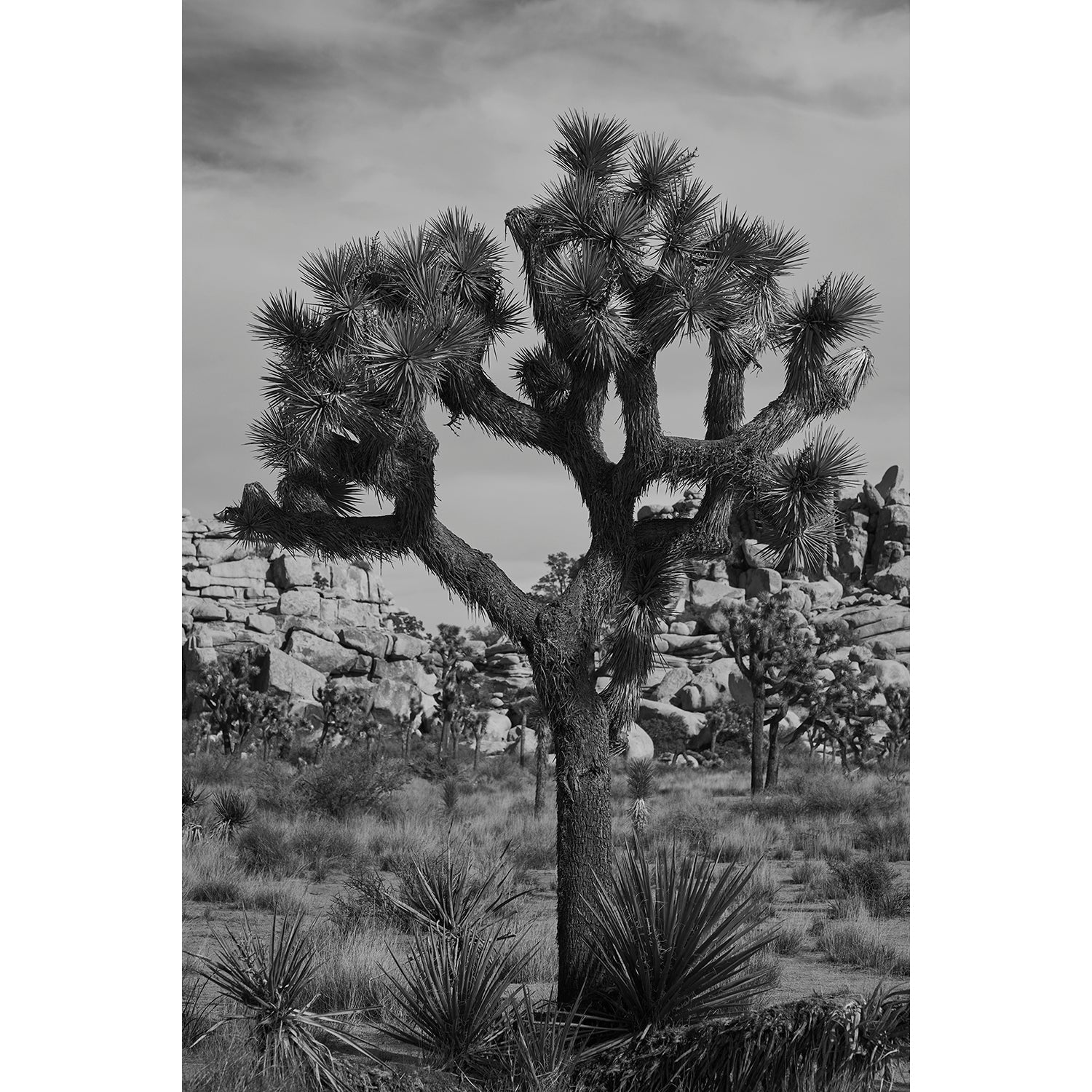 JOSHUA TREE - Beauty Of Impermanence